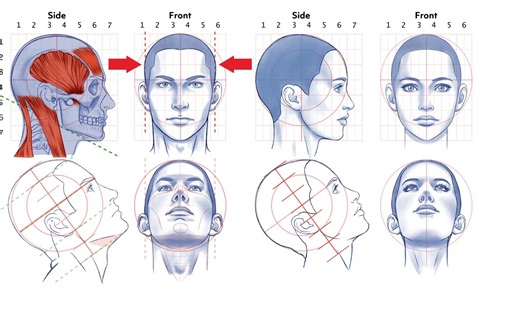 Line Shape Form 手绘 || 关于如何绘制向上的头部