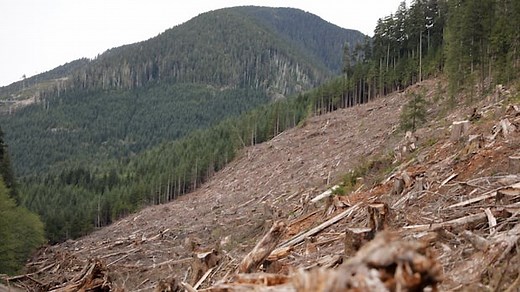 What are the lasting effects of B.C.’s logging?