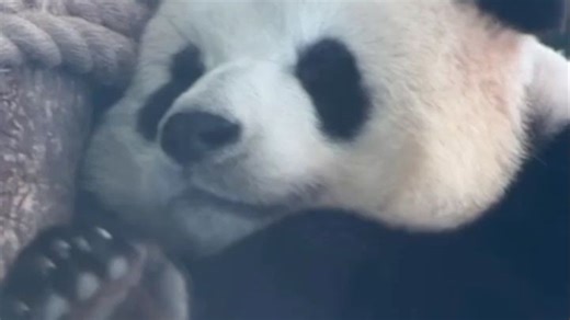 飞云睡觉姿态😘❤️