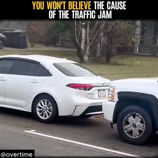 You won't believe the cause of the traffic jam!