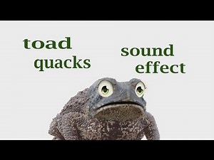 Toad Quacking Loudly / Sound Effect / Animation