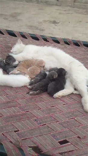 Newborn Kittens Drinking Milk From Cat! 🥺❤️ Precious Moments! #catfeeding #catslovers #viralshorts
