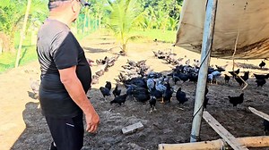 260K views · 6.8K reactions | Practical Farming Tips! Chicken, just...