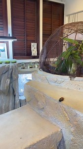 Luckily managed to catch it, if not... it would have escaped, hahaha 🙊🙈!! This 'Madagascar Hissing Cockroach' is one of the largest and cleanest cockroach species in the world 🪳💫 #visitmelaka2024 #butterflyreptile #melakabutterflyandreptilesanctuary #viralspotsmelaka #butterflyandreptilepark #madagascarhissingcockroach | Butterflyreptile