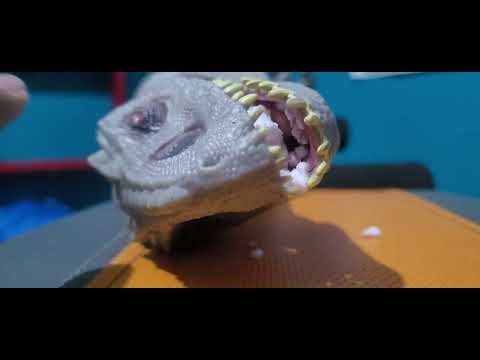 Cleaning indominus rex mouth