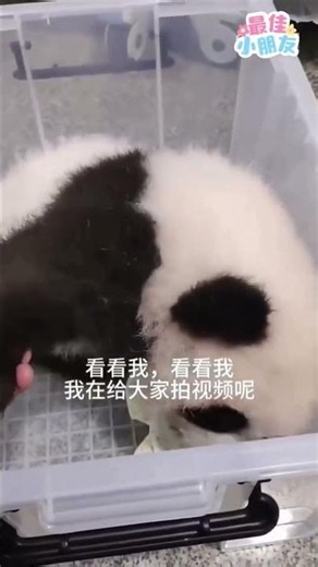 #china #panda #熊猫 #熊猫幼崽 #萌兽
