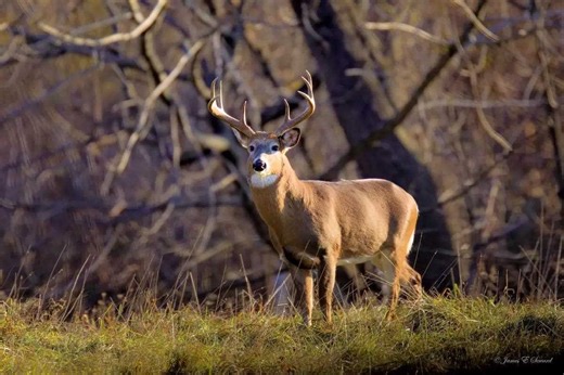 Regional Rut Update: Up-to-Date Expert Reports from the Deer Woods - Game & Fish