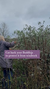 Do you garden on an exposed site? Large shrubs like Buddleja are vulnerable to storm damage and with more windy weather on the way, what’s the best way to protect them? Josie, our Head Gardener recommends a light winter prune to take the weight off larger plants and help prevent wind rock or splitting. Then in the spring, revisit to prune buddlejas down to a knee-height framework of permanent stems, ready for them to put on fresh flowering growth for the season ahead. | Sarah Raven