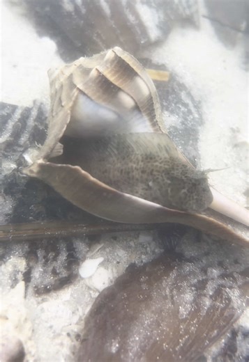 Oyster Blennies: Remarkable Fish Parenting in the Ocean