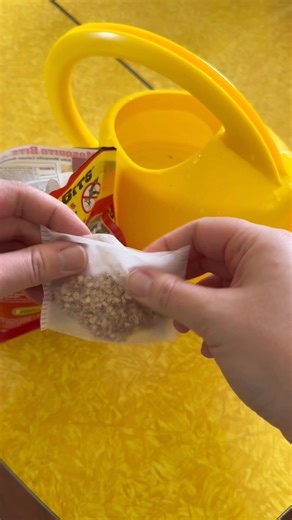 Fungus gnats? You’re not alone! Fall and winter tend to bring them in droves to houseplant lover’s homes. Here’s how to handle them. #renatasgarden #houseplants #winterplantcare #fungusgnats | Renata's Garden