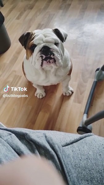 BulldogPabs on TikTok