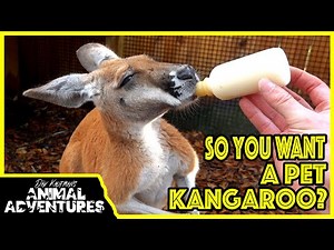 Do KANGAROOS make good PETS?