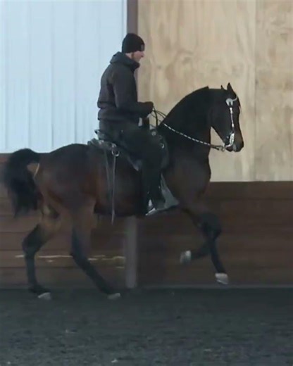 PAMF Admirable: Morgan Western Pleasure Gelding For Sale