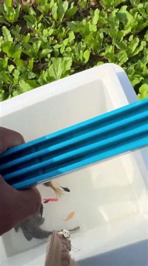 POV: You Found the Cutest Fish #aquariumfish #funny #fishpetfun