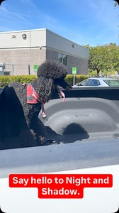  Say hello to Night and Shadow!  These two are appointment-ready to...