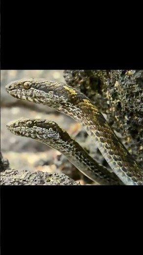 The Incredible World of Two Headed Snakes Facts You Won't Believe! #shorts