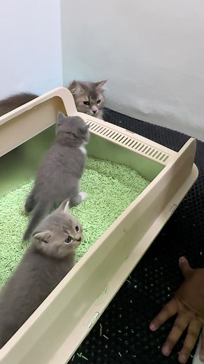 TAJUK KELAS DARJAH 1 : BUANG HADAS BESAR & KECIL DI TEMPAT YANG BETUL #bshkitten #bsh #maincoon