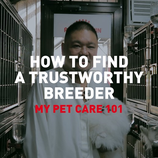 Planning to get a new puppy from a breeder? Check out this exclusive behind-the-scenes of a breeder’s life with tips for choosing a breeder you can trust! The Royal Canin Channel episode 4, now out: | Royal Canin