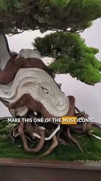 Top 5 Most Beautiful Bonsai Trees 🌳✨