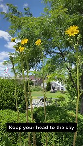 1.3K views · 95 reactions | Keep your head to the sky! Native to North America, Silphium laciniatum is known as a Compass plant because its leaves point in a north and south direction. Enjoy them when you visit the outdoor gardens garfieldconservatory.org/visit/ | Garfield Park Conservatory | Facebook
