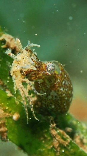 When this tiny pygmy squid tackles a crab way bigger than itself… and actually enjoys it! Critter Republic Dive Resort Watching this little champ in action is truly amazing. Nature is wild. #fblifestyle #nature #squid | Critter Republic Dive Resort