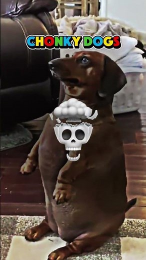 Fat Dogs Compilation | Cutest Chunky Dogs That’ll Make You Smile