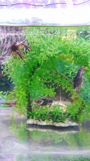 Ghost Crayfish | Golden FISH Store