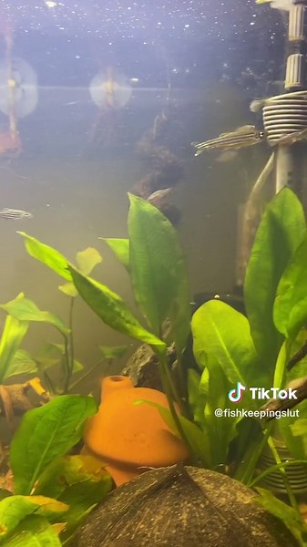 Happy Danios in a 20 Gallon Tank - Fishkeeping Tips and Advice