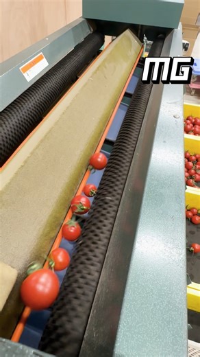 The Genius Engineering Behind Sorting Tomatoes | Modern Gadgets