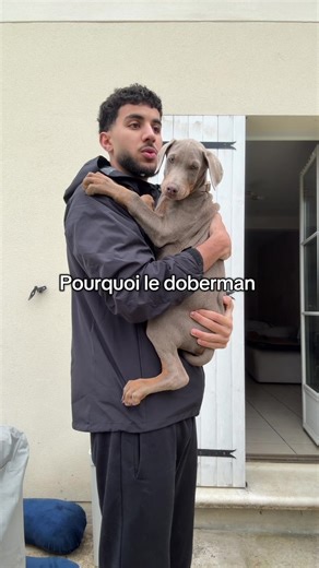 Pourquoi j’ai choisi un Doberman comme compagnon