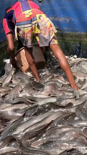 1.7K views · 24 reactions | The challenges of starting a farm in Ghana as a beginner Full video on YouTube: The Chartered Farmer - the link can be found in the comments #foryou #fypシ゚ #fishfarmingbusiness #ghanatotheworld #agriculture #farming #farminginghana #youthinagriculture #farmingchallenges | Youth In Agriculture | Facebook