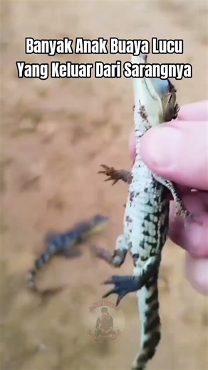 Anak Buaya Baru Menetas #shorts