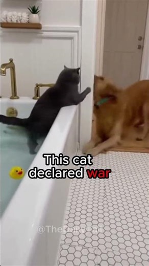 This Dog thought It was Funny until....