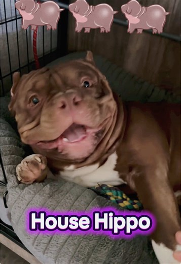 Discover the Adorable House Hippo and Pitbulls