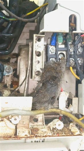 rangoon cool | Mouse Grabs Phase Wire in AC and Gets Shocked! 😂" Mouse vs AC: A Shocking Twist!" Funny Mouse Electrocuted in AC - Watch Now!" Shocking... | Instagram