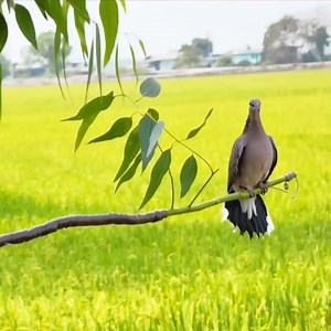 Attract turtle doves with pulut glue #PemikatLubuklinggau | Pemikat Lubuklinggau