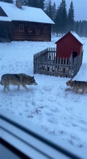 176K views · 1.1K reactions | Watch this incredible **wolf** encounter as it approaches a **dog** near a **cabin in the woods**. This tense moment was captured on film, creating intense **encounters** in the **snow**. This amazing **wolf video** shows the beauty of **wildlife** in winter. | Rescue Stories | Facebook