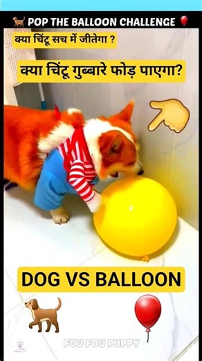 चिंटू ने पानी वाले गुब्बारे फोड़े 🎈 Cute funny dog 🥳 dog videos #funnydogs #balloon
