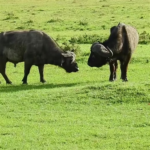 The African Buffalo: A Wild and Untamed Spirit