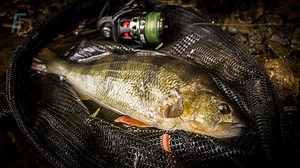 Unconventional Drop Shot Tactics for Perch