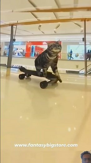 🐱🛹"Cat Rides Skateboard Like a Pro | Must-Watch Viral Pet Video" #SkateboardingCat #TalentedPet#cat