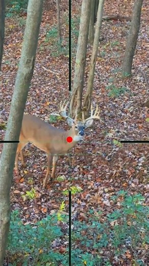 Red Deer Hunting | Caccia al cervo rosso | jacht op edelherten