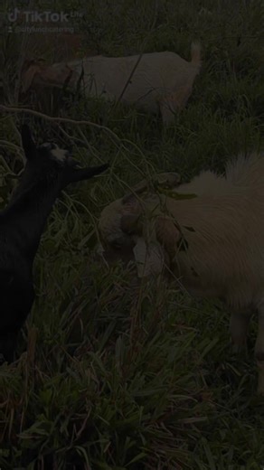 Setting Up a Goat Structure at Green Gables Breeding Farm