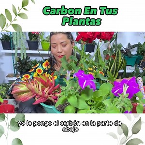 10K reactions · 1.5K shares | El Poder del Carbón Verde: Potencia el Crecimiento de tus Plantas como un Experto Jardinero | Jardín De La Chita | Facebook
