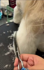 7.5" Downward Curved Thinning Shears for Dogs and Cats Japan Import 440C Stainless Steel Professional Dog Curved Grooming Scissors Smooth Motion & Fine Cut(Thinning)