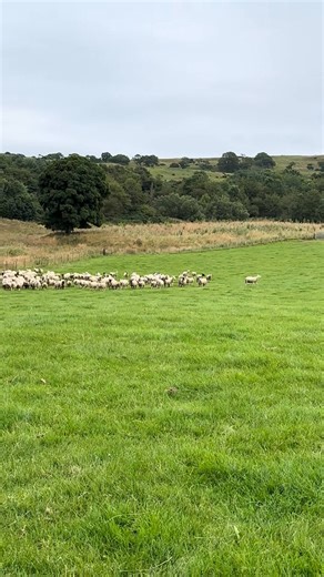 How different breeds of sheep act, when going into the handling race #viral #fyp #learnitontiktok #funny #sheepdog #pumpkin #holidayse #dog #snowfall #sheep | Sheepman