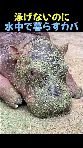 泳げないのに水中で暮らすカバ🦛 #カバー #動物