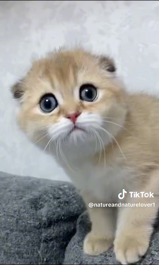 Hilarious Kitten Adventures with Funny Voice Over