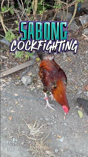 Sabong Cockfighting Rooster Philippines