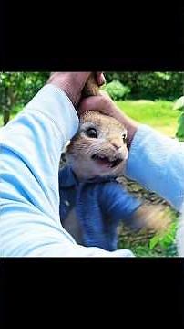 The Rabbit Who Declared War on a Human 🤯